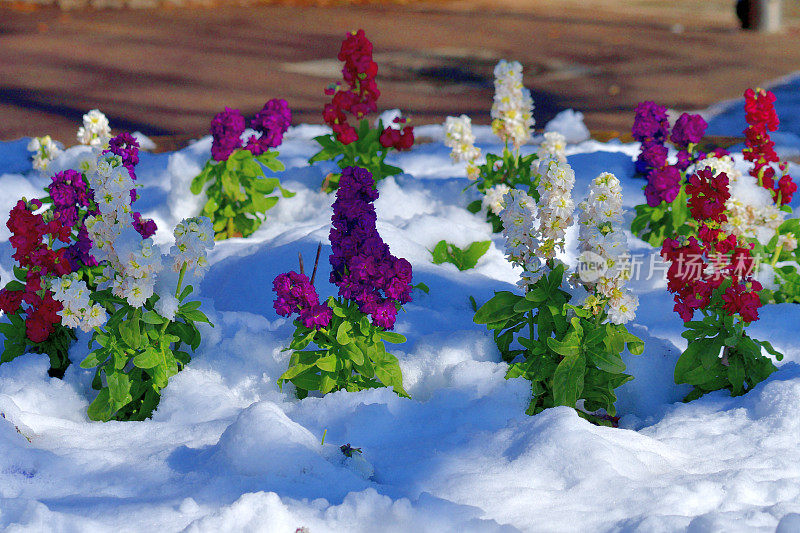 冬天的花与雪:砧木花/ Matthiola incana